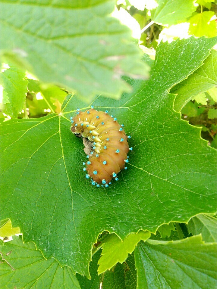 Someday she'll be a butterfly - My, Milota, Caterpillar, Longpost, Insects, The photo