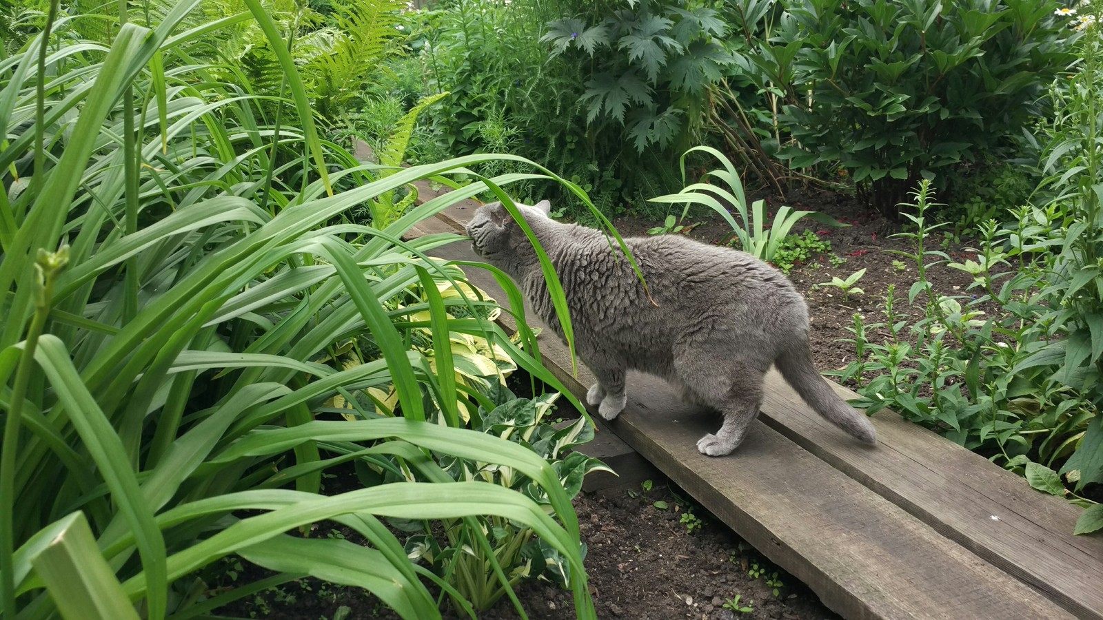 Cat in the Tyumen jungle. - My, Cat found a home, Nature, Walk, Jungle, cat, Longpost