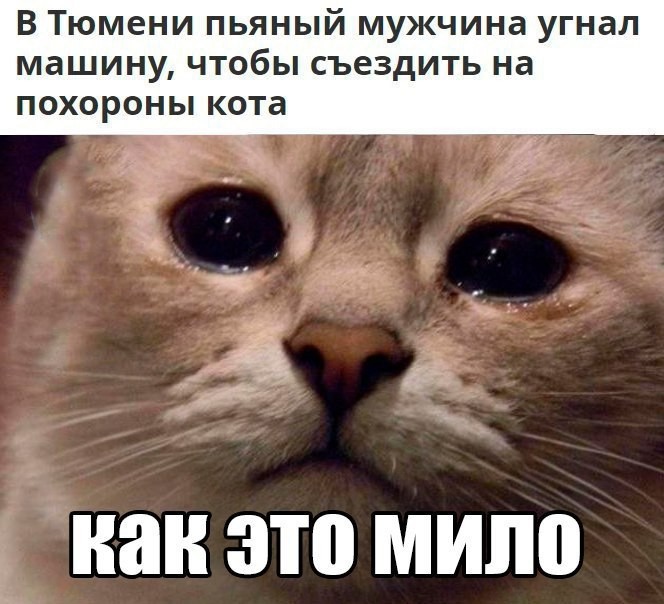 In Tyumen, a drunk man stole a car to go to the funeral of a cat - cat, Tyumen, Funeral