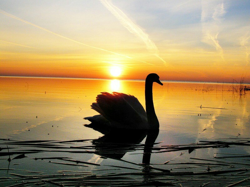 swan dawn - The photo, Swans, dawn, Lake, Water, Floats