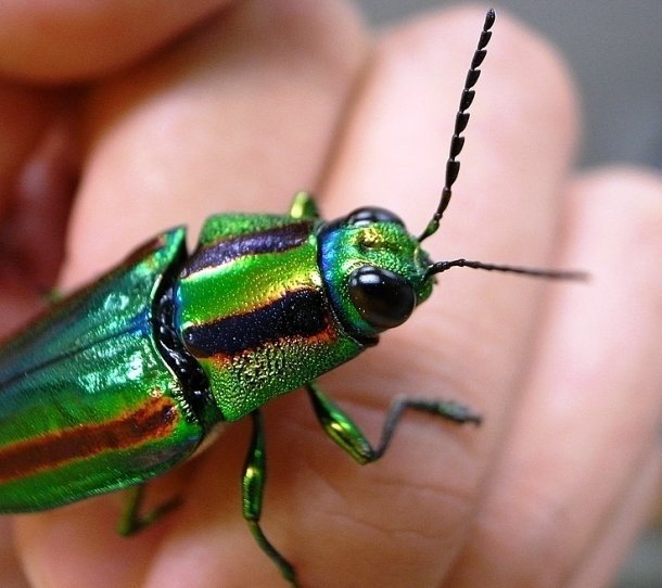 The most beautiful beetles - Жуки, Insects, Nature, beauty of nature, Longpost