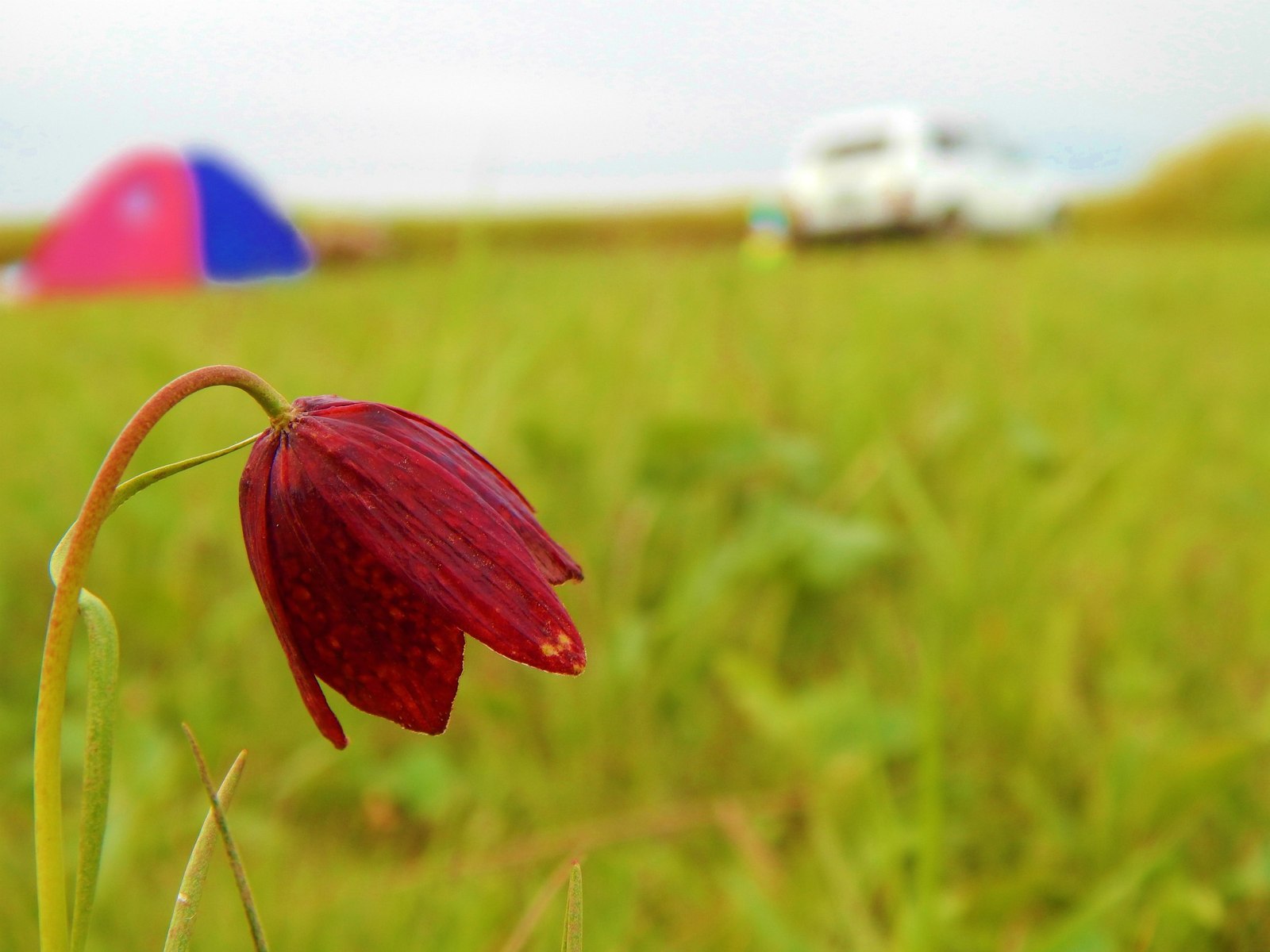 Nature of Zharkain - My, Derzhavinsk, Nature, Kazakhstan, Beginning photographer, Longpost