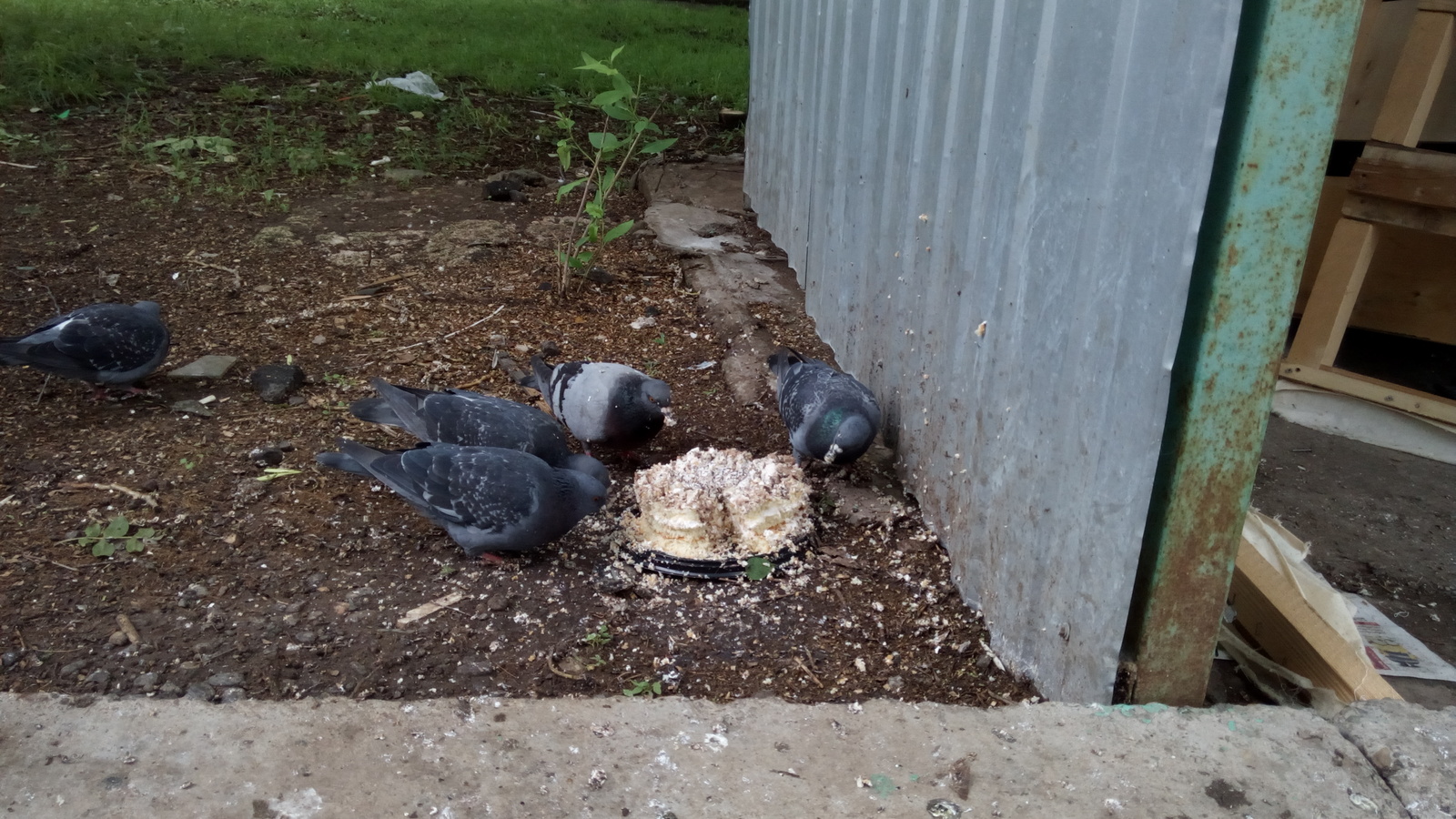 Gennady has a birthday - Gennady, Pigeon, Pigeon Gennady, Cake