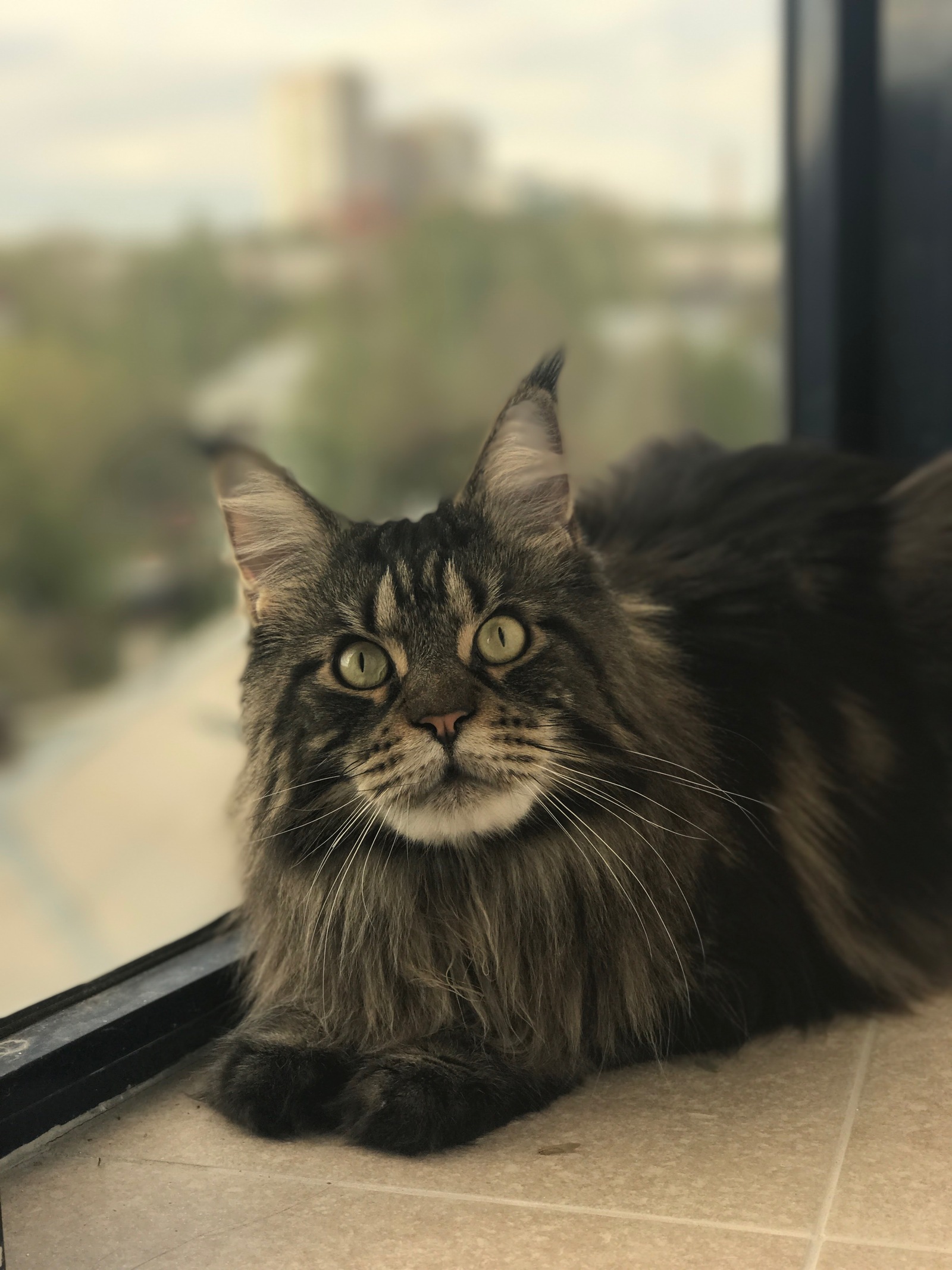 Cats look like owners - My, cat, Maine Coon, Sphinx, Exot, Longpost