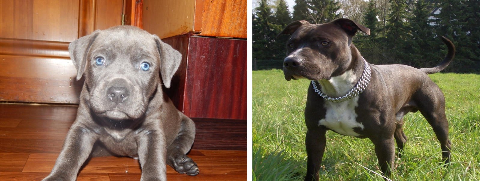 Puppies and what they grow up to be - My, Puppies, , The photo, Comparison, Longpost, Dog