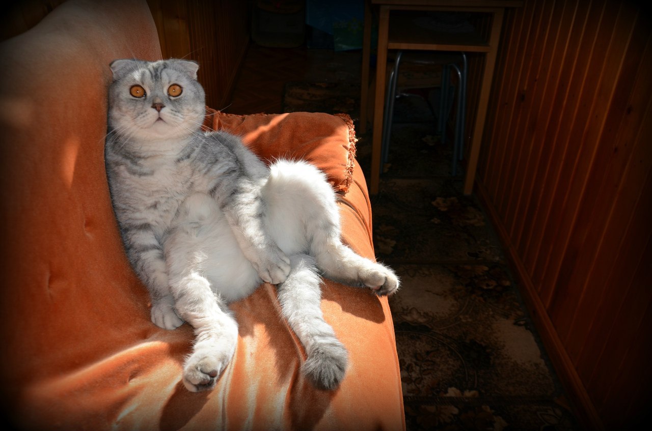 Cat Fedik is resting in the sun - cat, , Relaxation, Sofa, Balcony, Homemade, The photo