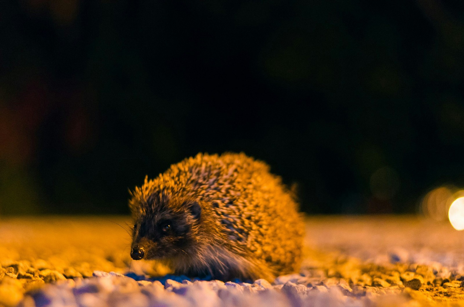 Hedgehog in the night. - My, Hedgehog, The photo