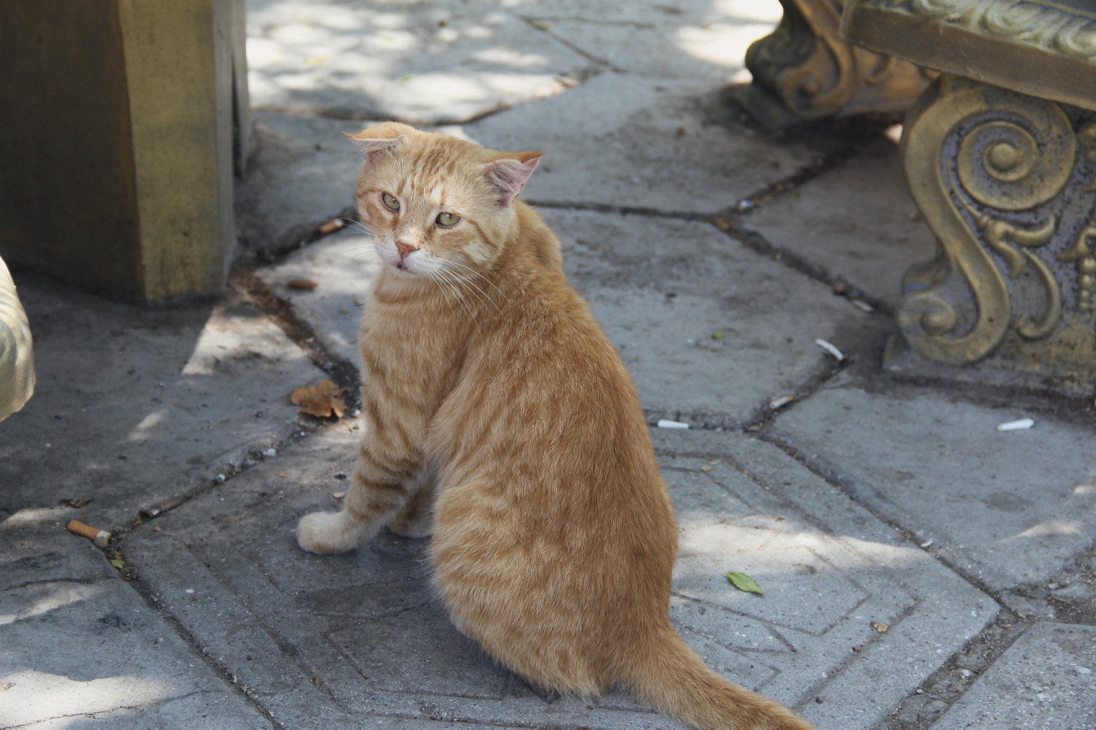 Such different cats - My, cat, Cats and kittens, Catomafia, Kisiki, Mustachioed - Striped, Longpost