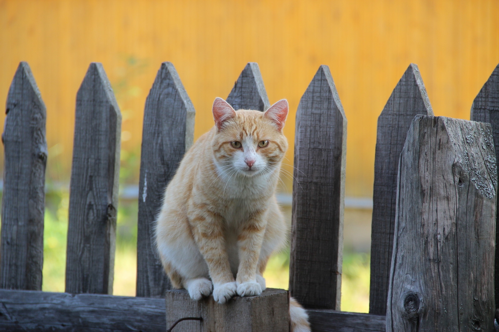 Such different cats - My, cat, Cats and kittens, Catomafia, Kisiki, Mustachioed - Striped, Longpost