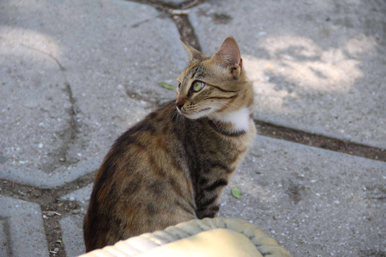 Such different cats - My, cat, Cats and kittens, Catomafia, Kisiki, Mustachioed - Striped, Longpost