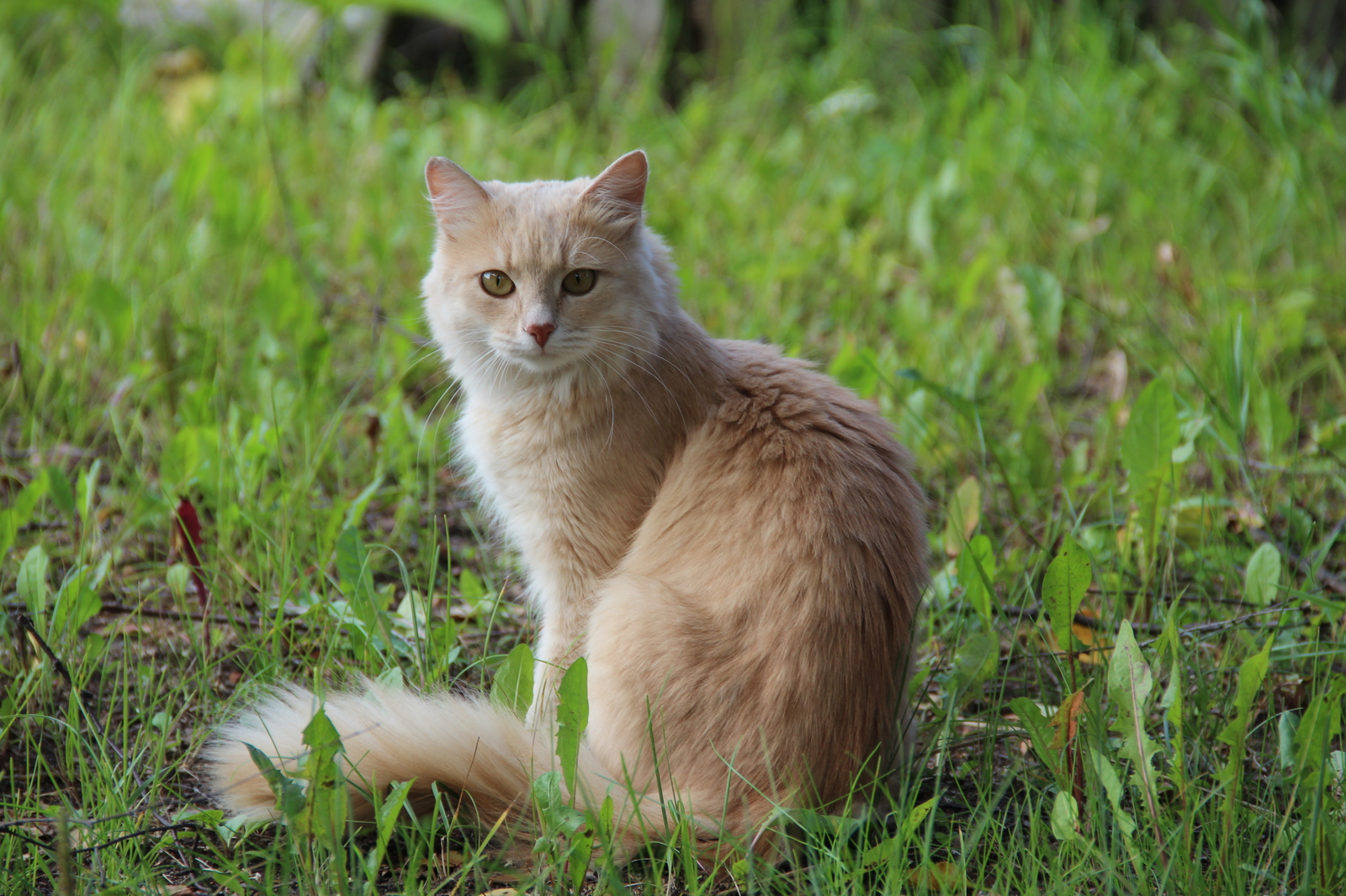 Such different cats - My, cat, Cats and kittens, Catomafia, Kisiki, Mustachioed - Striped, Longpost