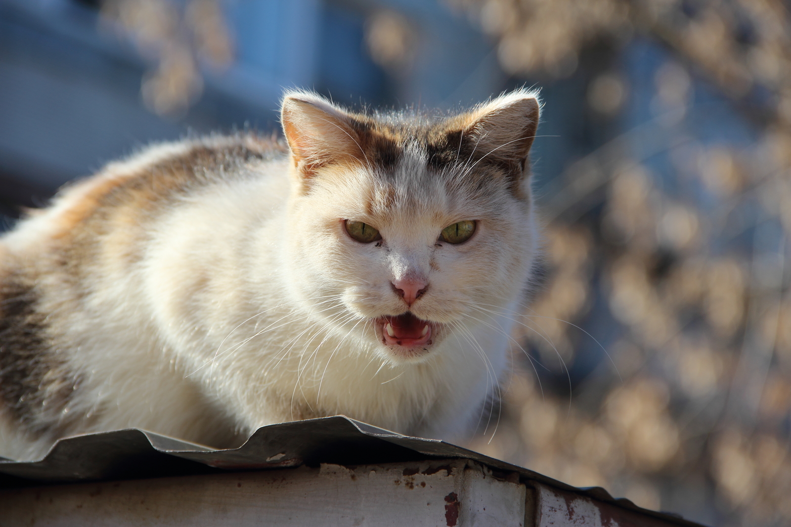 Such different cats - My, cat, Cats and kittens, Catomafia, Kisiki, Mustachioed - Striped, Longpost