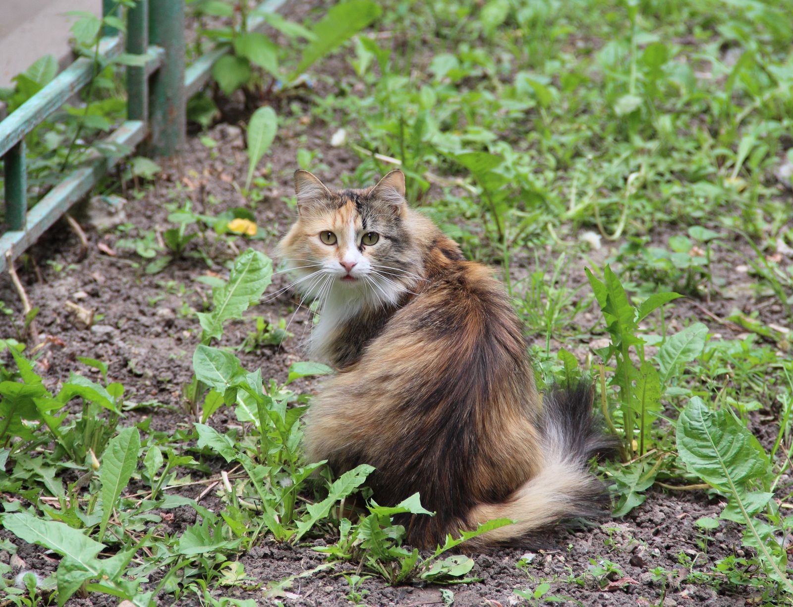 Such different cats - My, cat, Cats and kittens, Catomafia, Kisiki, Mustachioed - Striped, Longpost