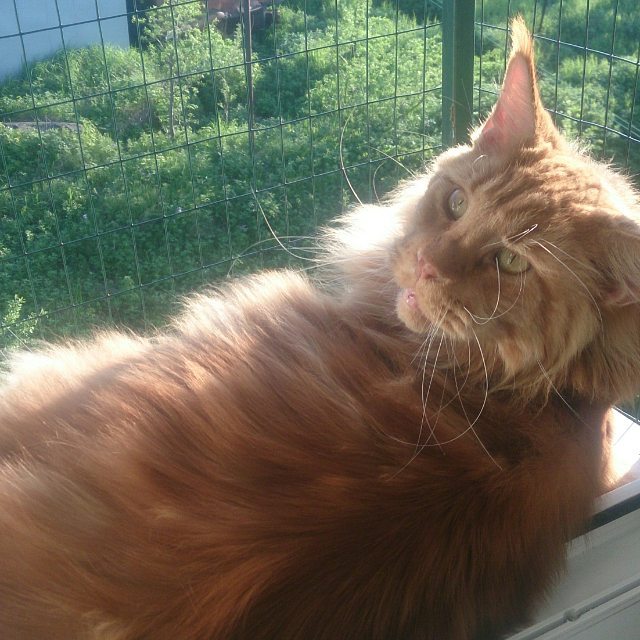 Cosmo Alghero. - My, cat, Maine Coon