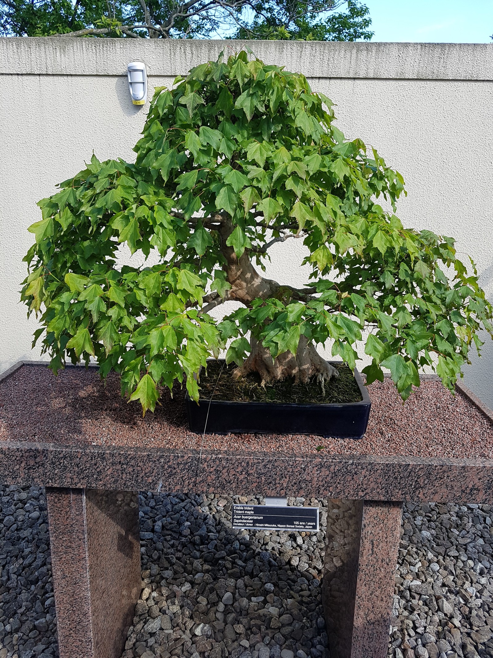 Bonsai, pay attention to age .... - My, Bonsai, , Longpost