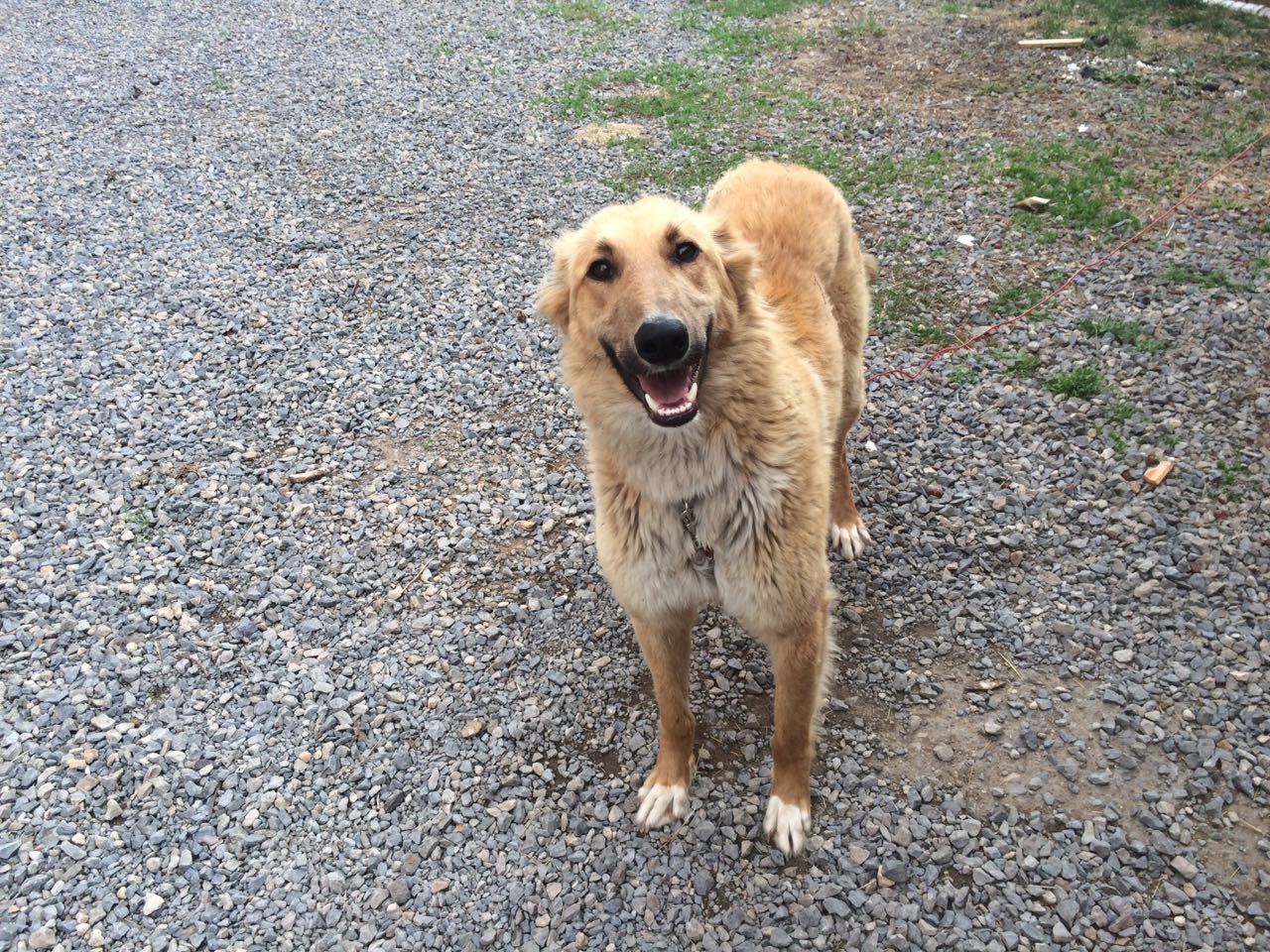 I came to the animal shelter... - Animal shelter, Astana, Kazakhstan, Pets, Dog, cat, Longpost, In contact with