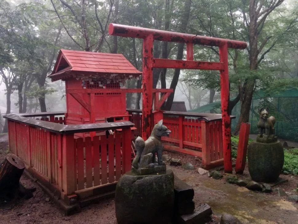 Zao Kitsune Mura - Fox Village. See and play with six kinds of cute foxes - Fox Village, Fox, Fyr, Not mine, Interesting places, Japan, Longpost, GIF