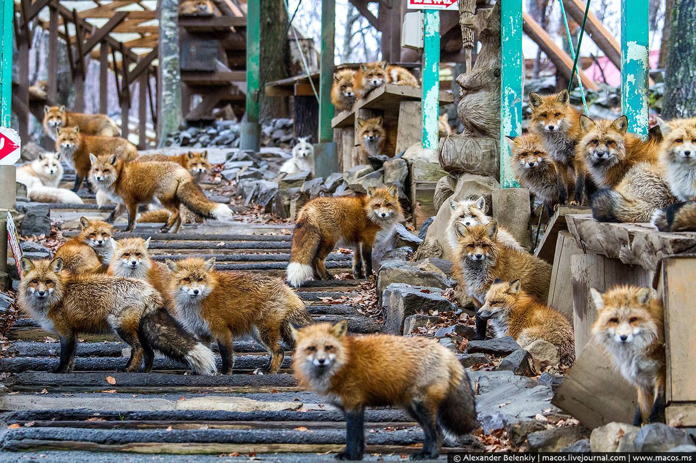 Zao Kitsune Mura - Fox Village. See and play with six kinds of cute foxes - Fox Village, Fox, Fyr, Not mine, Interesting places, Japan, Longpost, GIF