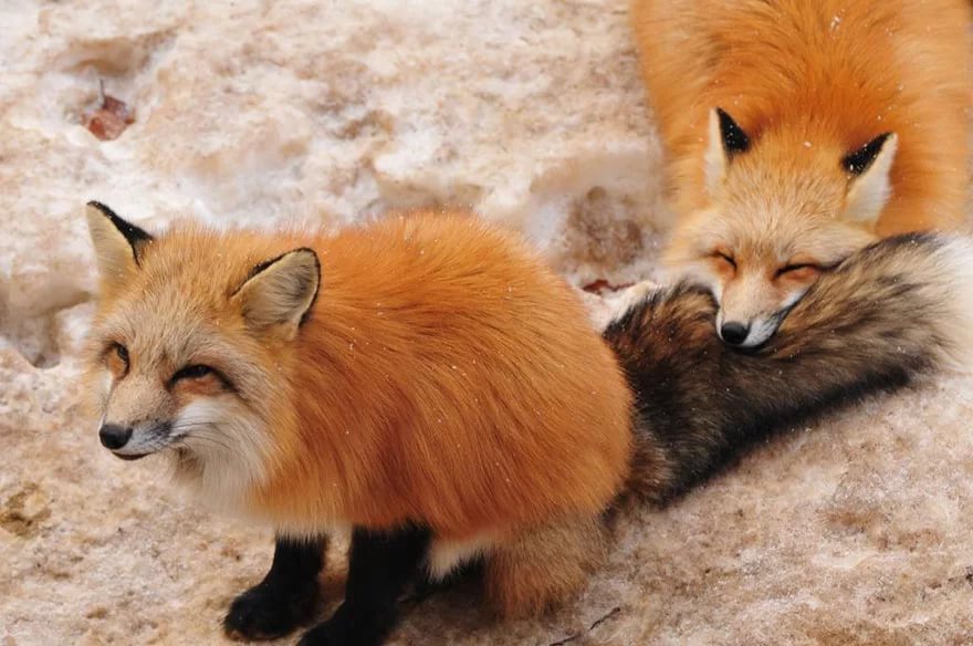 Zao Kitsune Mura - Fox Village. See and play with six kinds of cute foxes - Fox Village, Fox, Fyr, Not mine, Interesting places, Japan, Longpost, GIF