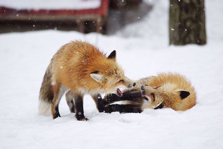 Zao Kitsune Mura - Fox Village. See and play with six kinds of cute foxes - Fox Village, Fox, Fyr, Not mine, Interesting places, Japan, Longpost, GIF