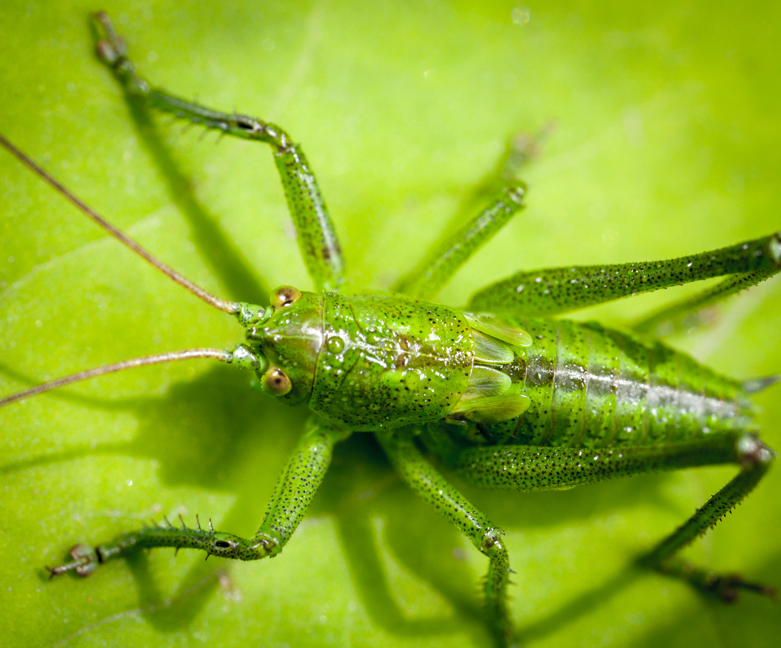 Macro hunting №119 - My, Grasshopper, Macrohunt, Insects, Жуки, Flowers, Dew, Longpost, Macro photography