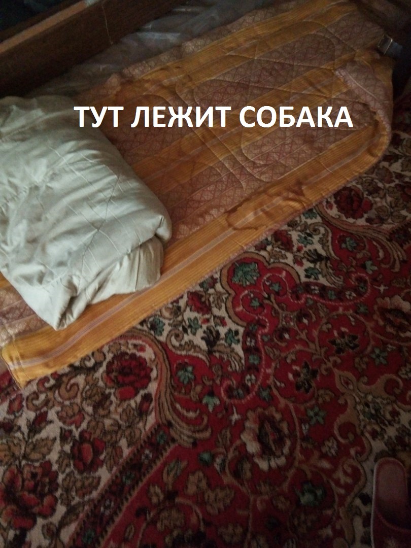 When he laid a mattress for his German - My, Dog, Place, Bed, Longpost