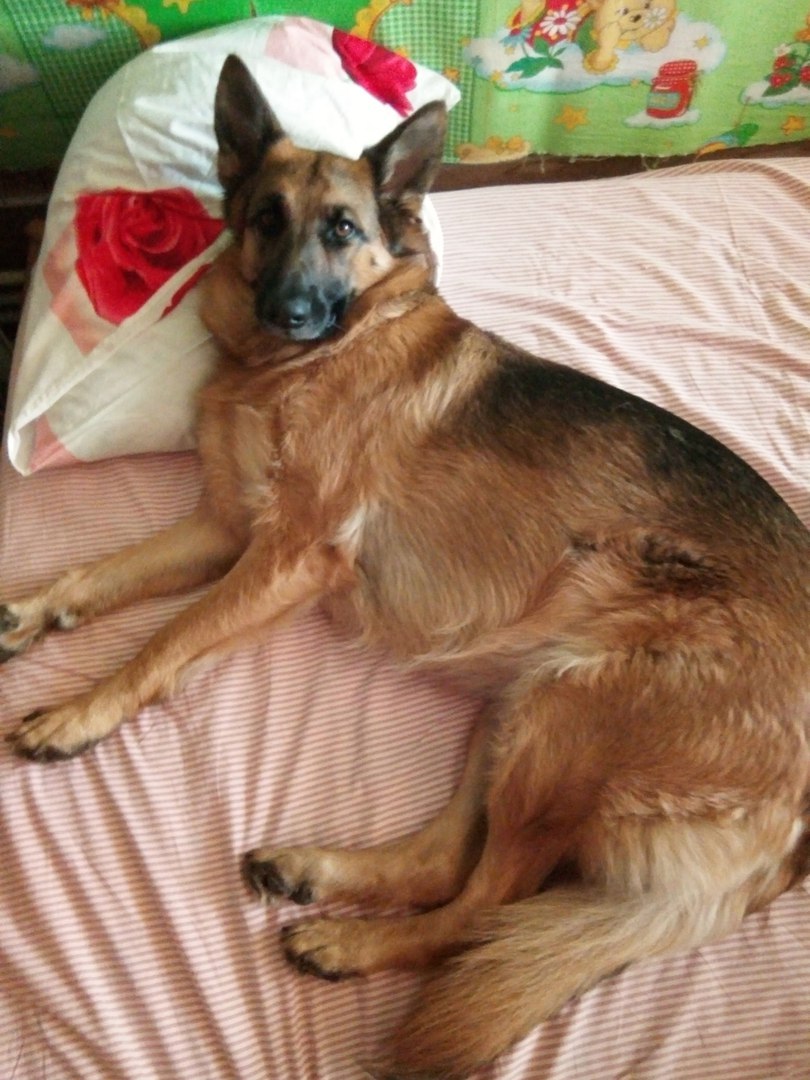 When he laid a mattress for his German - My, Dog, Place, Bed, Longpost