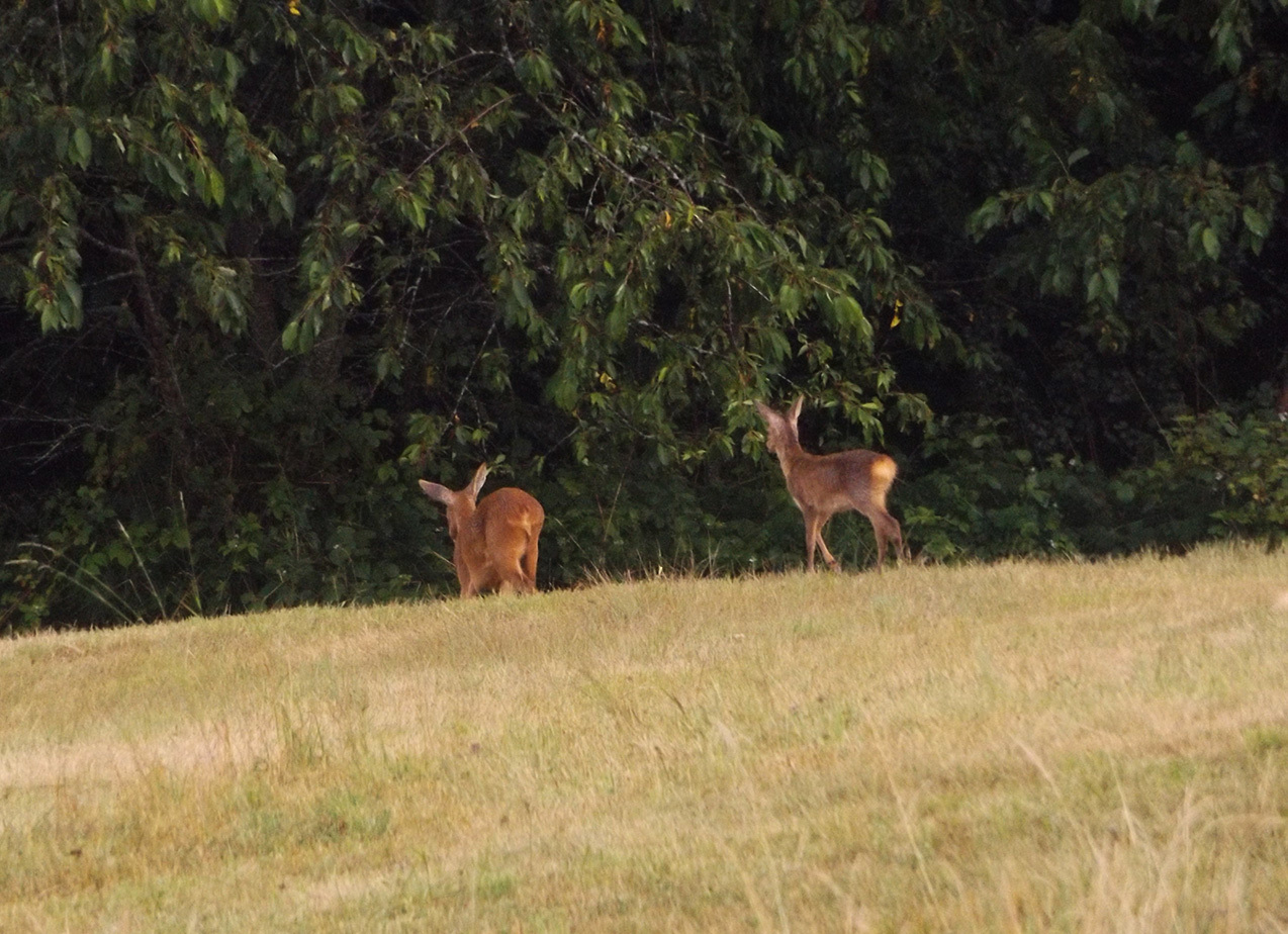 Forest neighbors 4. Deer for a walk. - My, My, Forest, , Walk, Video, Longpost, Fawn