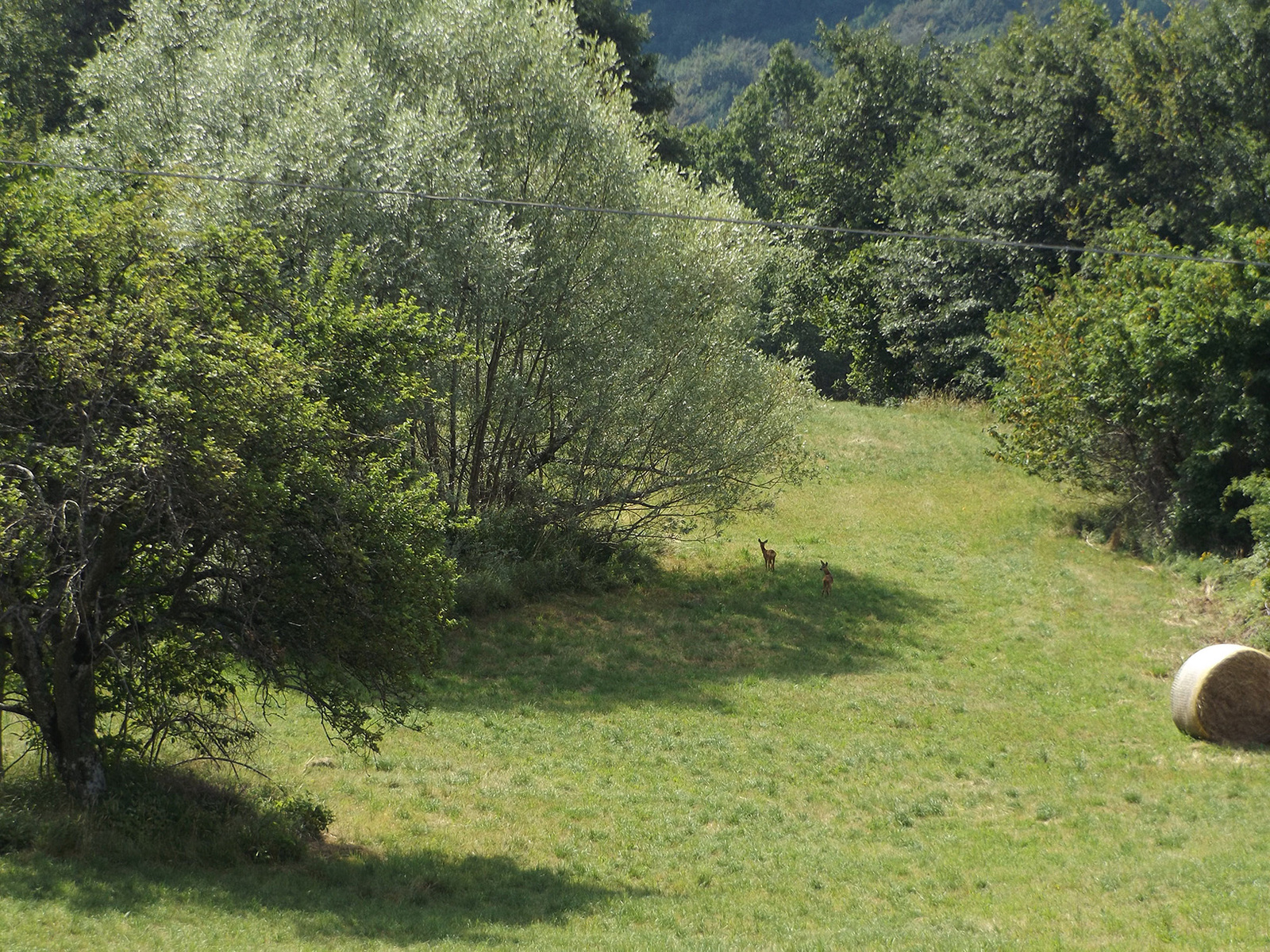 Forest neighbors 4. Deer for a walk. - My, My, Forest, , Walk, Video, Longpost, Fawn