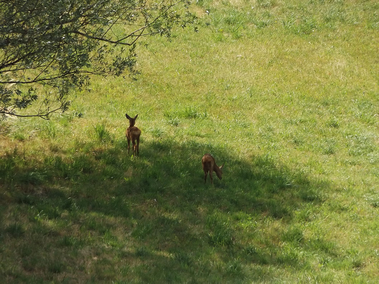 Forest neighbors 4. Deer for a walk. - My, My, Forest, , Walk, Video, Longpost, Fawn