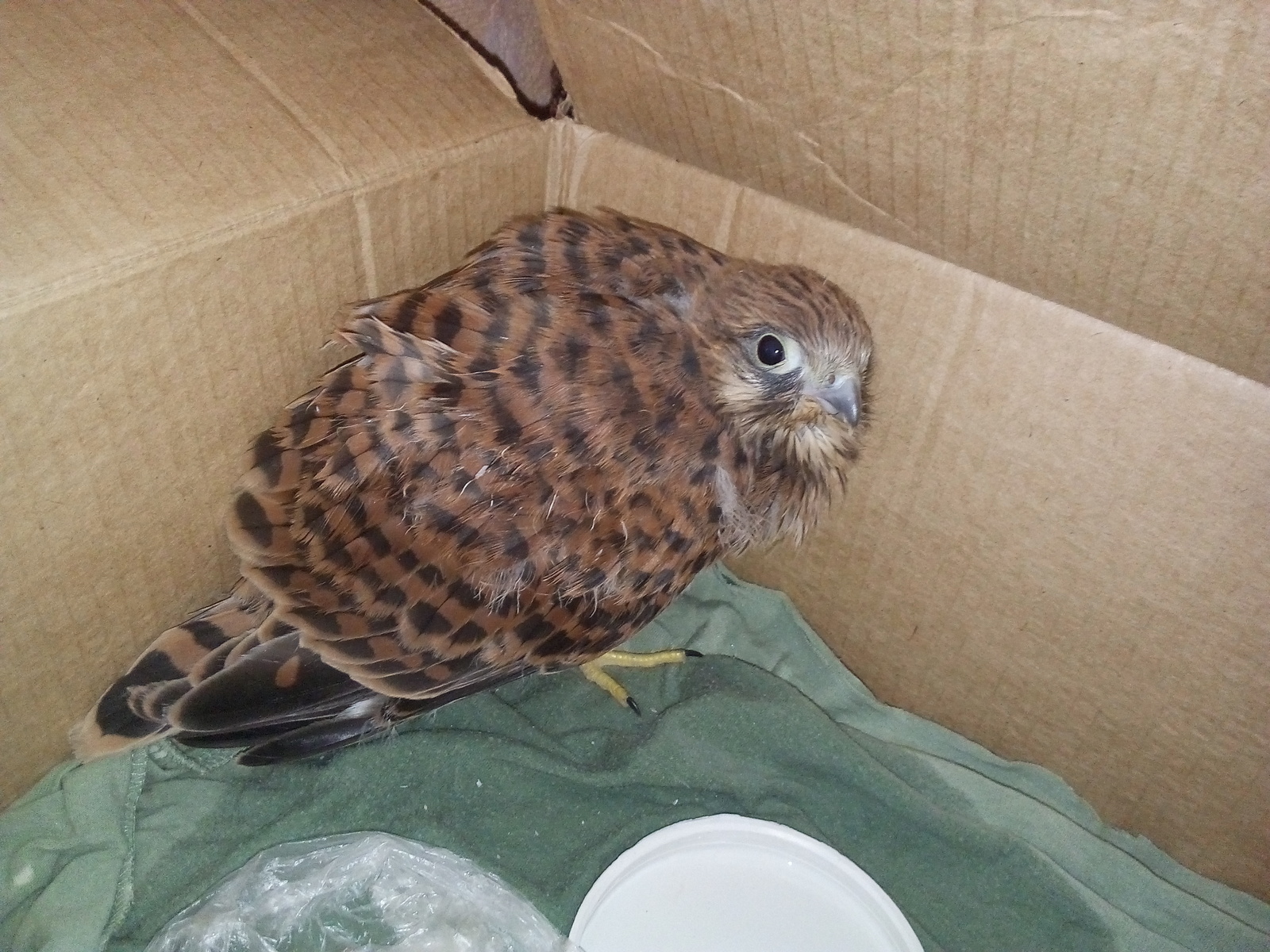 Specify the breed of the bird - My, What kind of bird?, Crimea