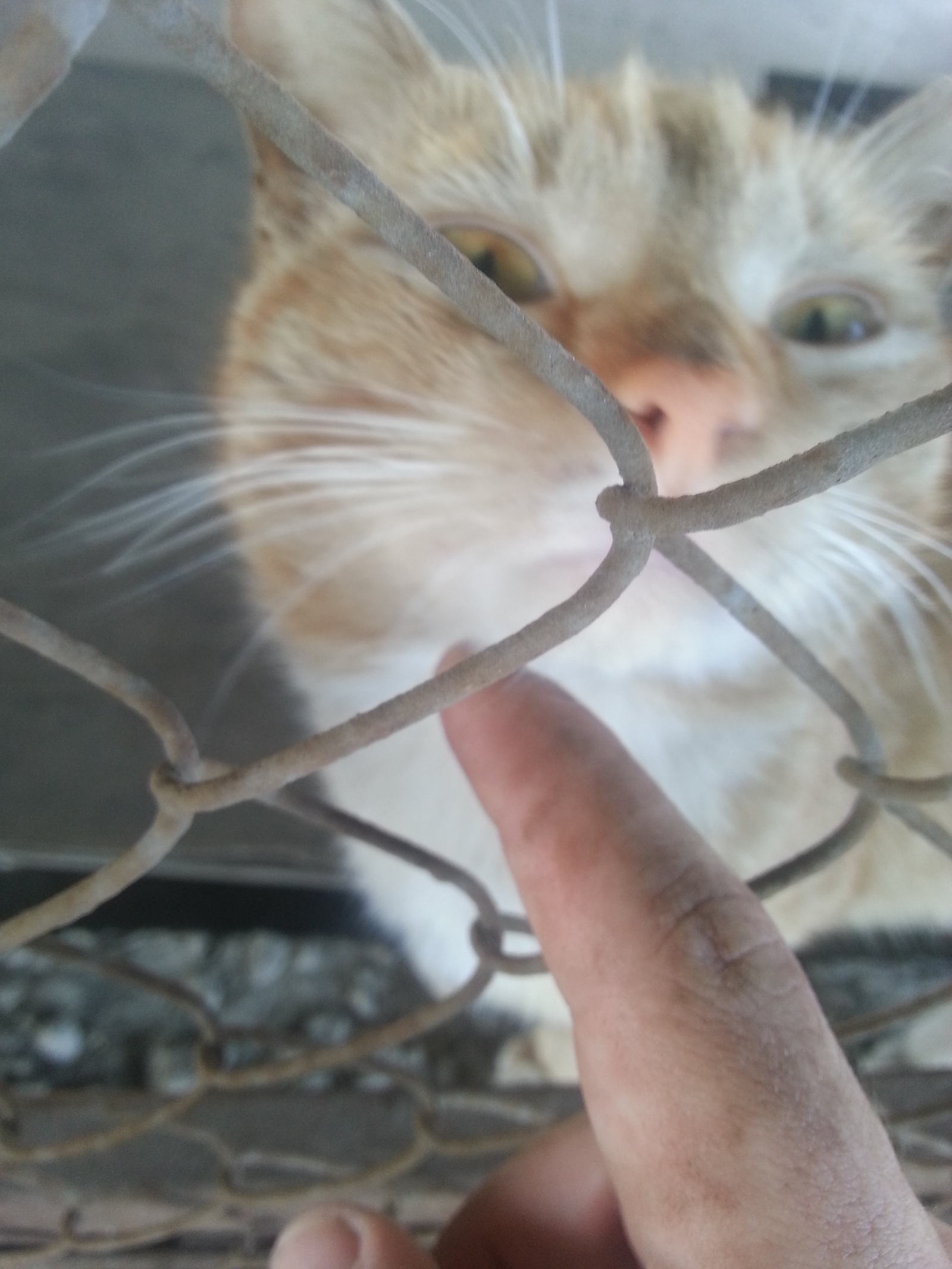 Fence caress is not a hindrance. - My, cat, Redheads, Fence, Weasel, Longpost