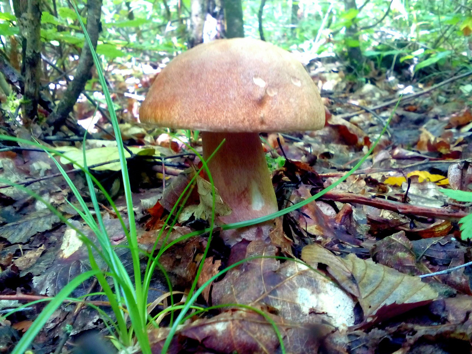 In the woods for mushrooms 2 - My, Forest, Nature, Longpost, Mushrooms, Fast