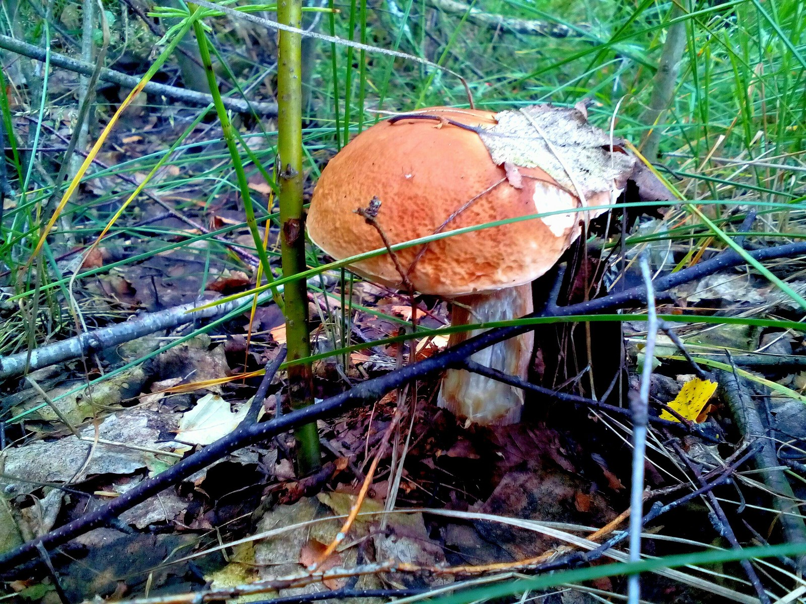 In the woods for mushrooms 2 - My, Forest, Nature, Longpost, Mushrooms, Fast