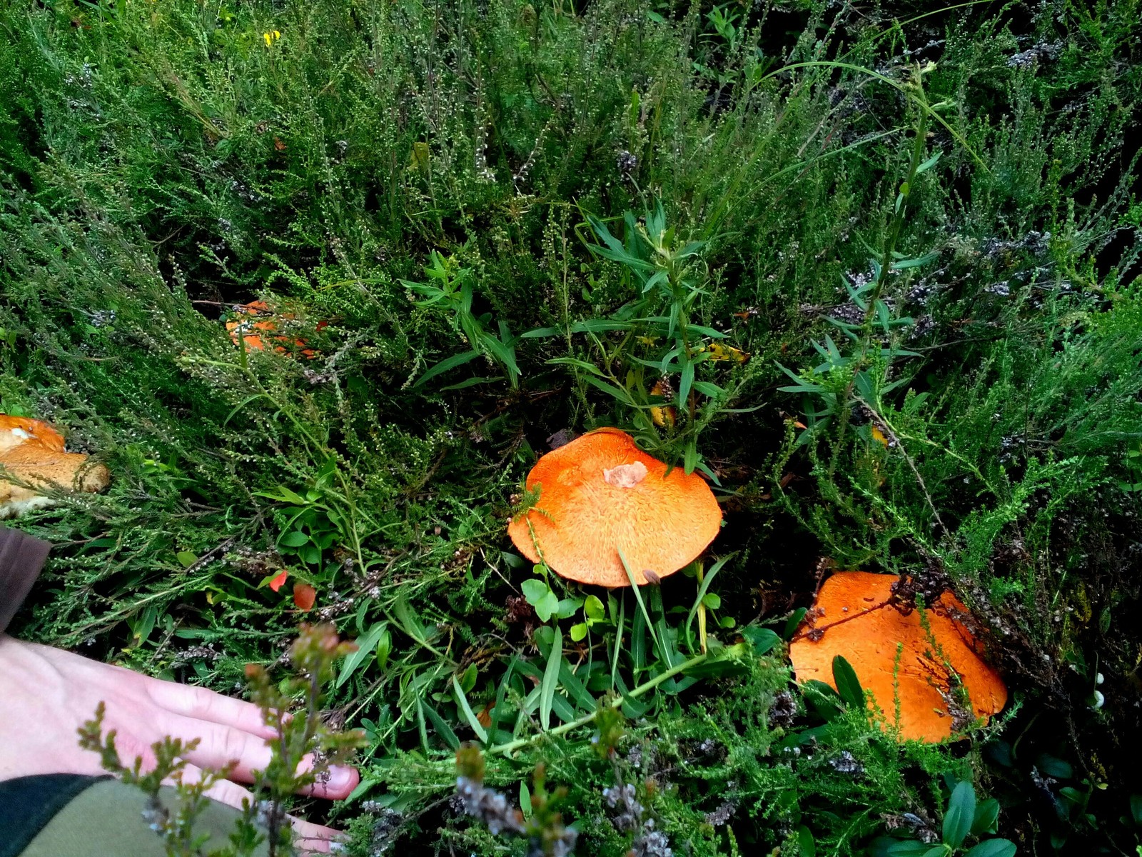 In the woods for mushrooms 2 - My, Forest, Nature, Longpost, Mushrooms, Fast