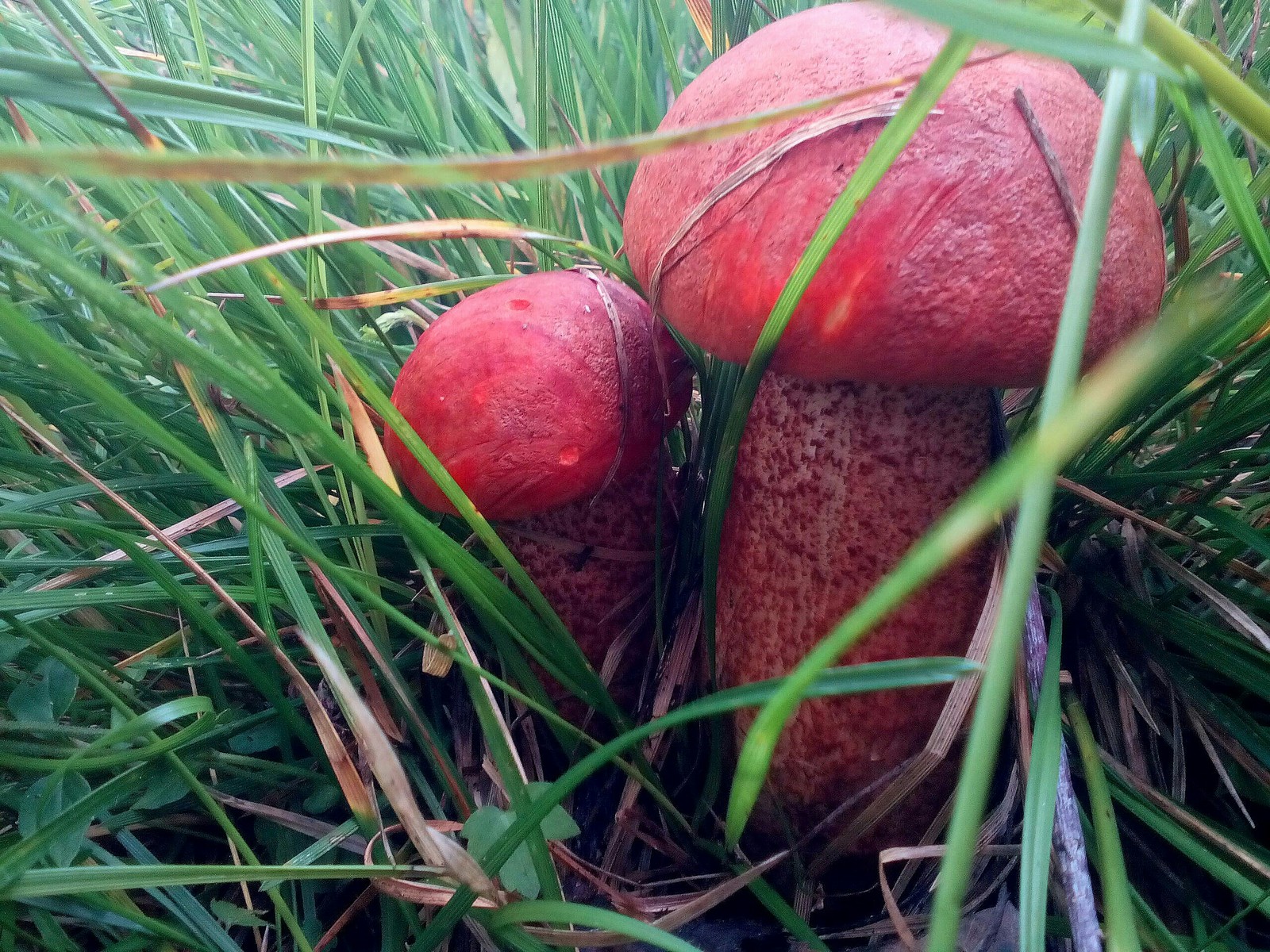 In the woods for mushrooms 2 - My, Forest, Nature, Longpost, Mushrooms, Fast