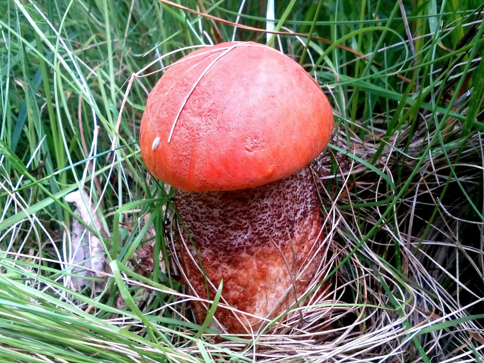 In the woods for mushrooms 2 - My, Forest, Nature, Longpost, Mushrooms, Fast