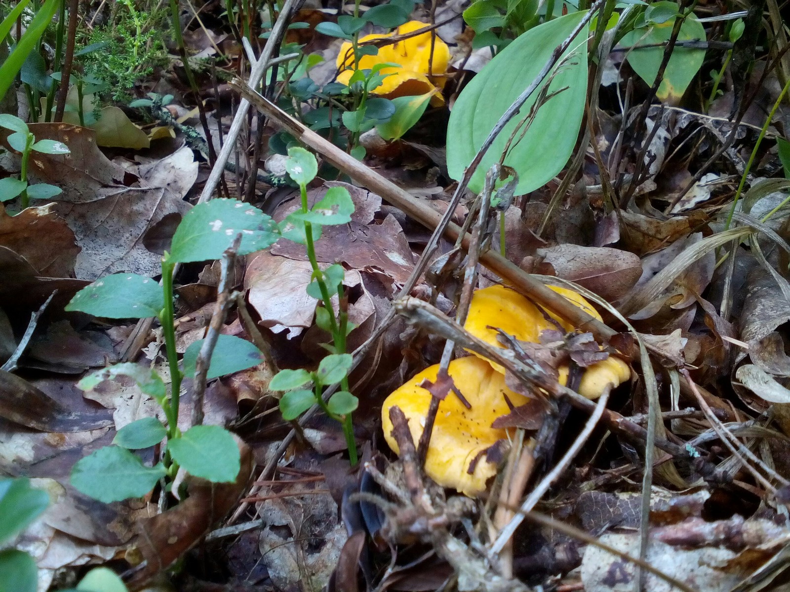 In the woods for mushrooms 2 - My, Forest, Nature, Longpost, Mushrooms, Fast