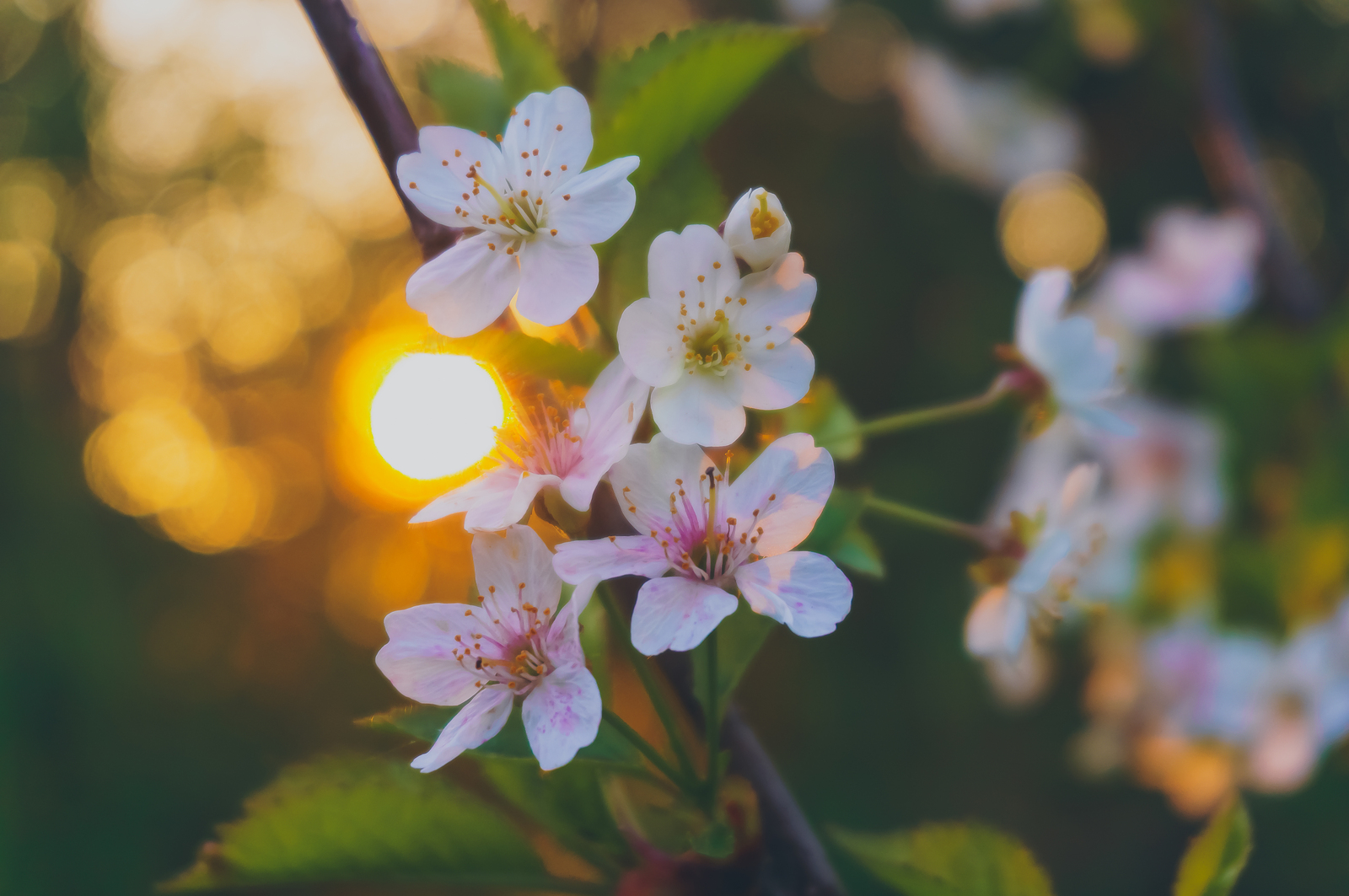 Sunsets - My, The photo, Longpost, Sunset, Macro, Flowers, Landscape, Macro photography