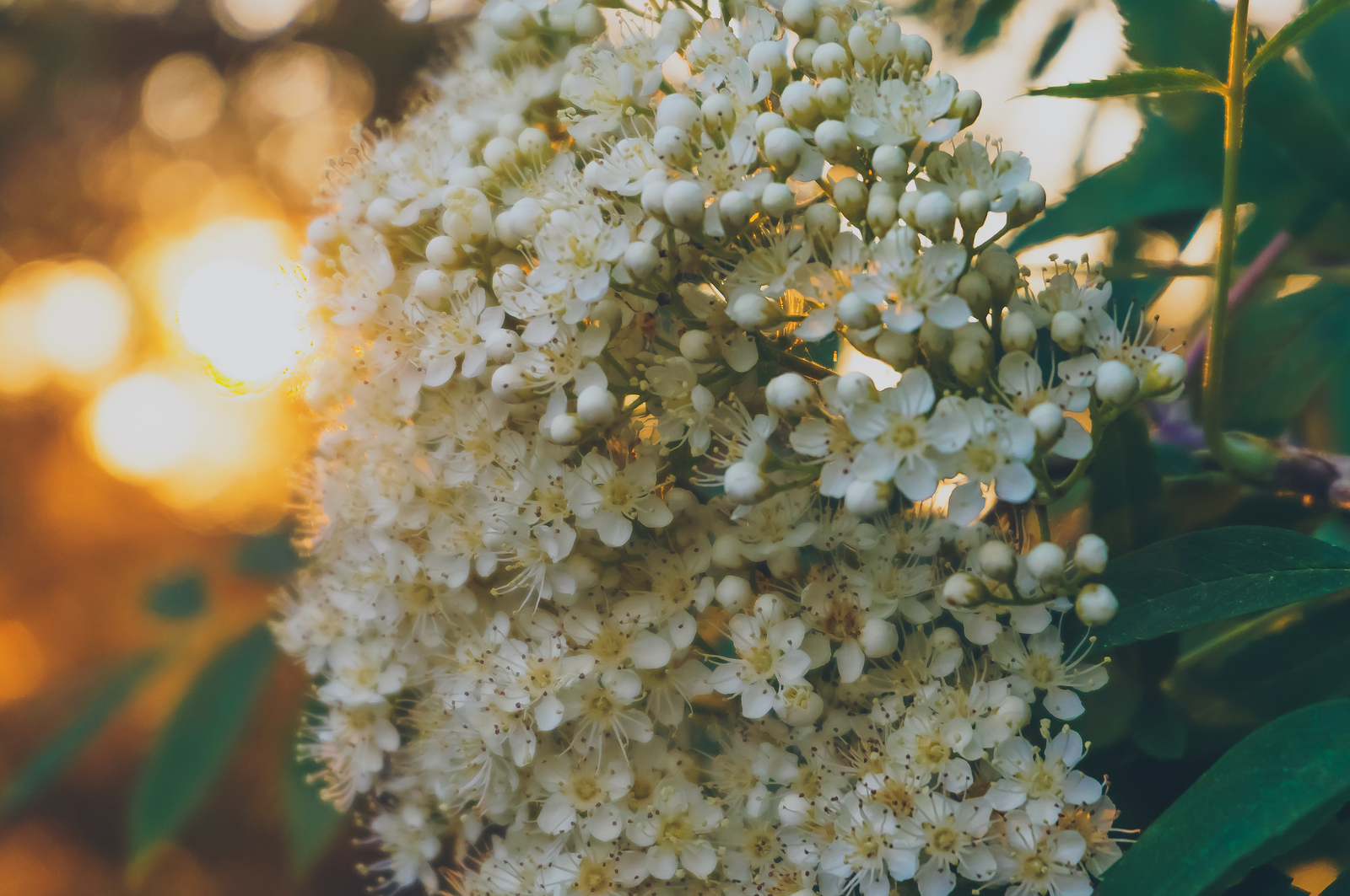 Sunsets - My, The photo, Longpost, Sunset, Macro, Flowers, Landscape, Macro photography