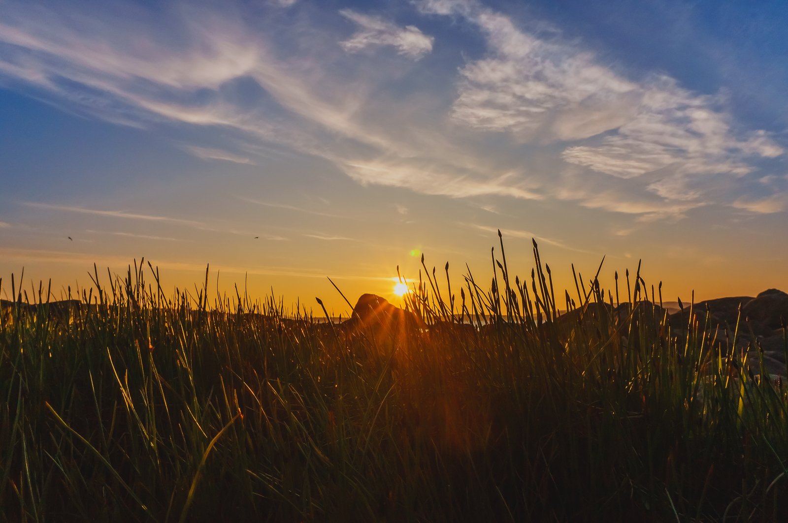 Sunsets - My, The photo, Longpost, Sunset, Macro, Flowers, Landscape, Macro photography