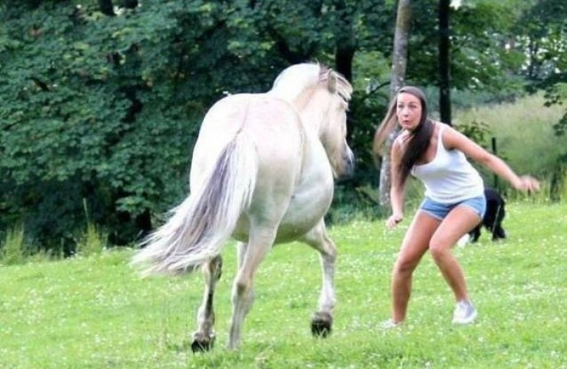 Horses and people are wonderful - Images, Humor, Horses, Black humor, Longpost