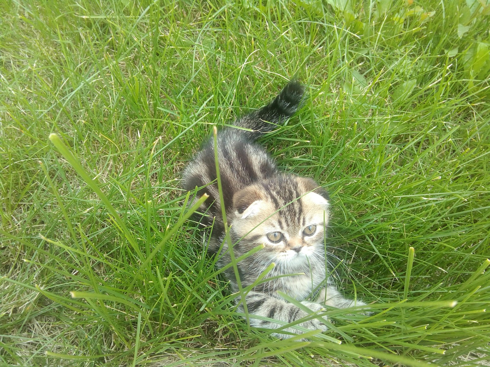 I decided to share with you my new friend. - My, cat, Scottish lop-eared, Lop-eared, British, Longpost