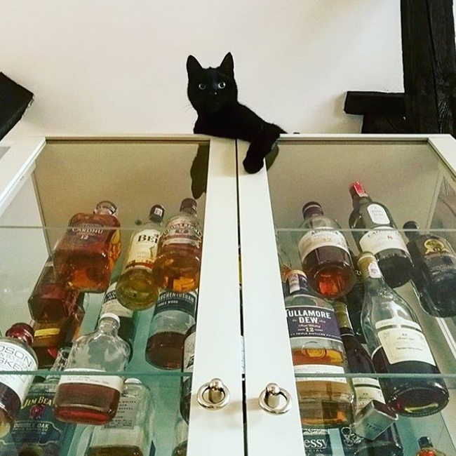 Bartender - cat, Images, Milota