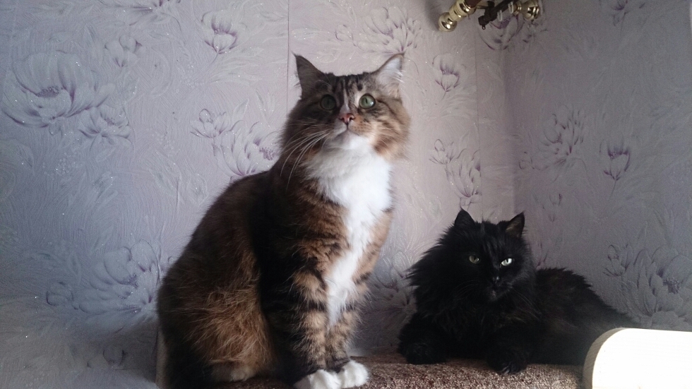 We also have a 6-year-old girl Manyunya and a 17-year-old boy Kesha at our house. - My, cat, Maine Coon