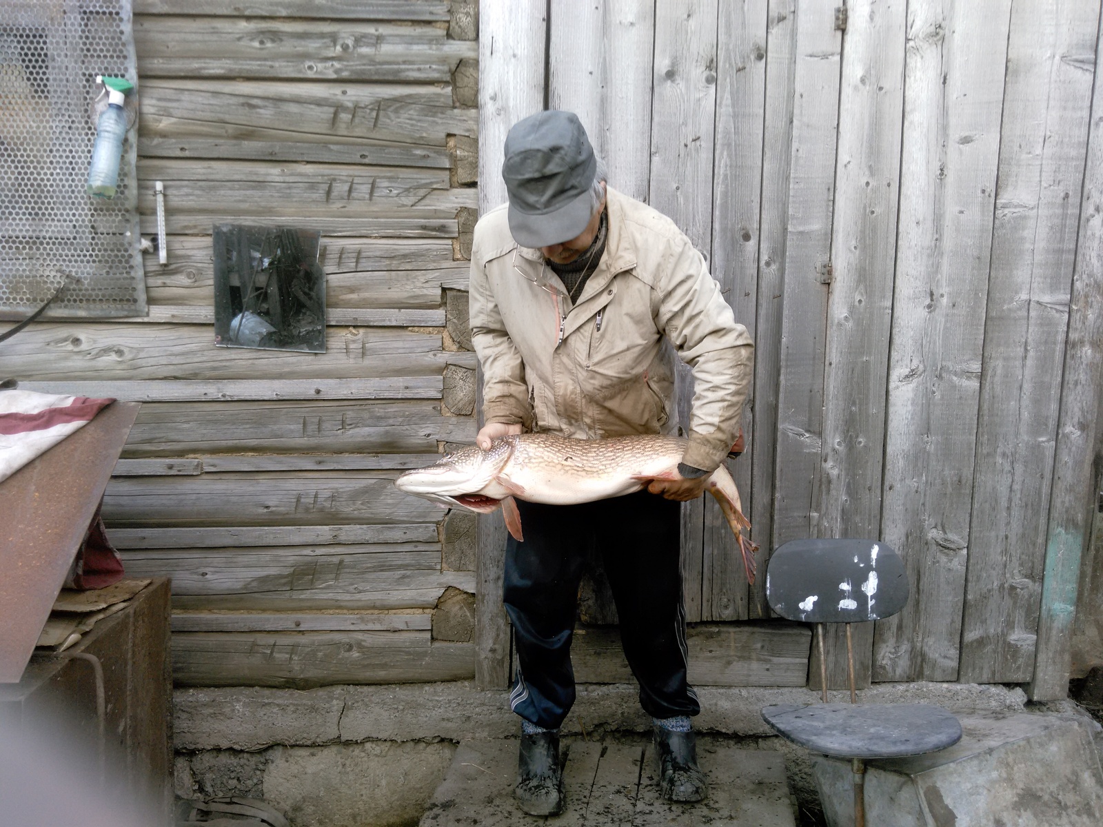 Dad caught last year - My, Pike, Fishing, Longpost