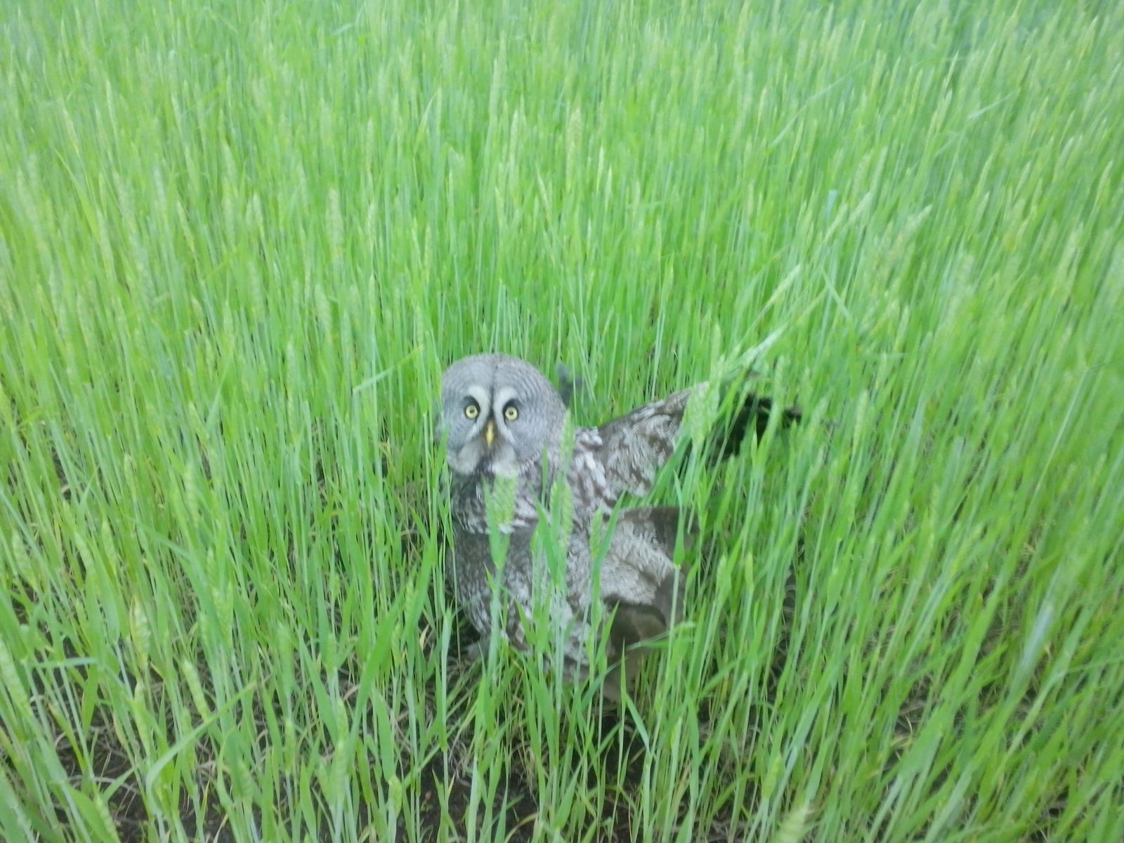 My new pet - My, Owl, Village, What kind of bird?, Incident, Longpost