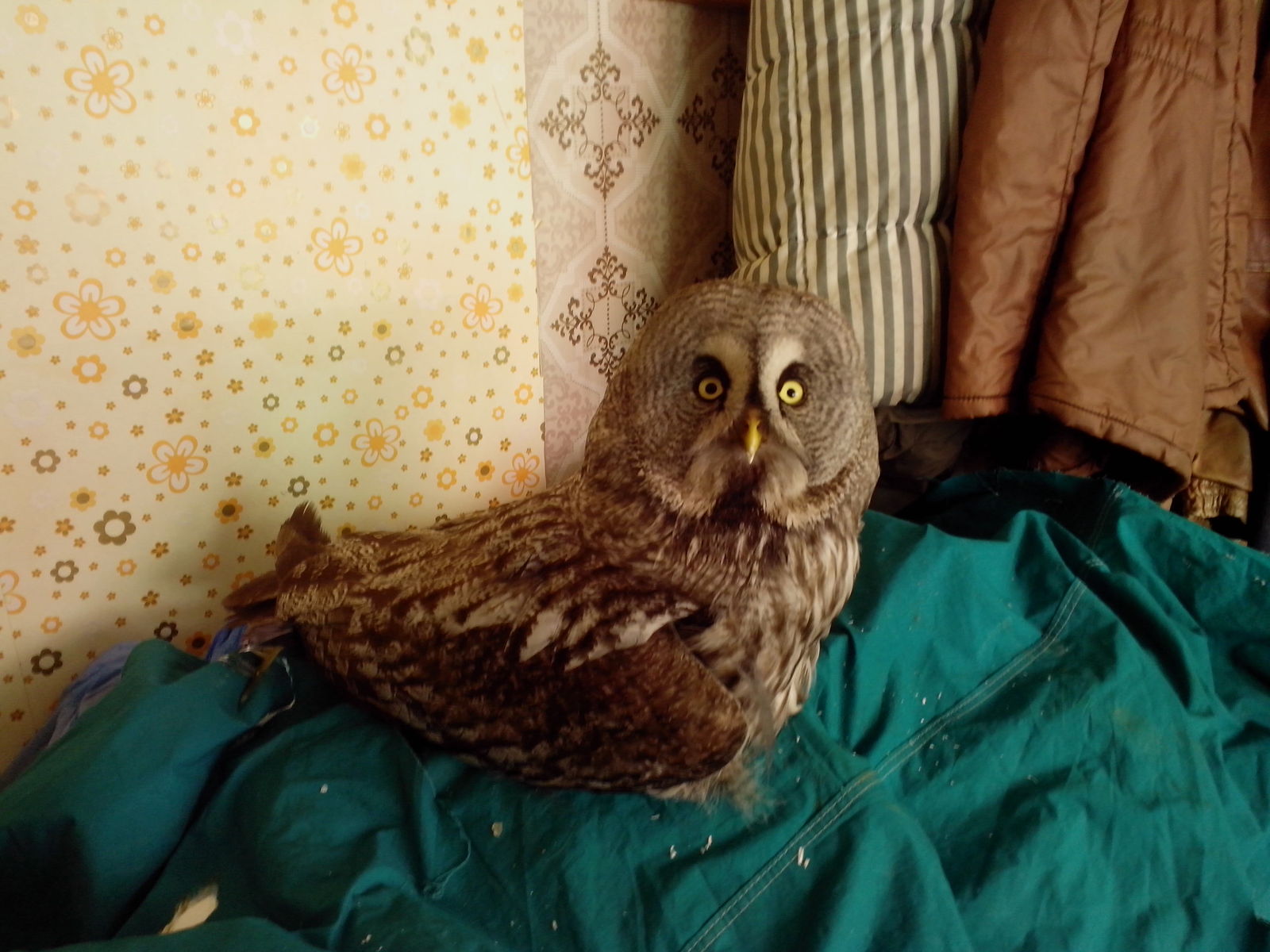 My new pet - My, Owl, Village, What kind of bird?, Incident, Longpost