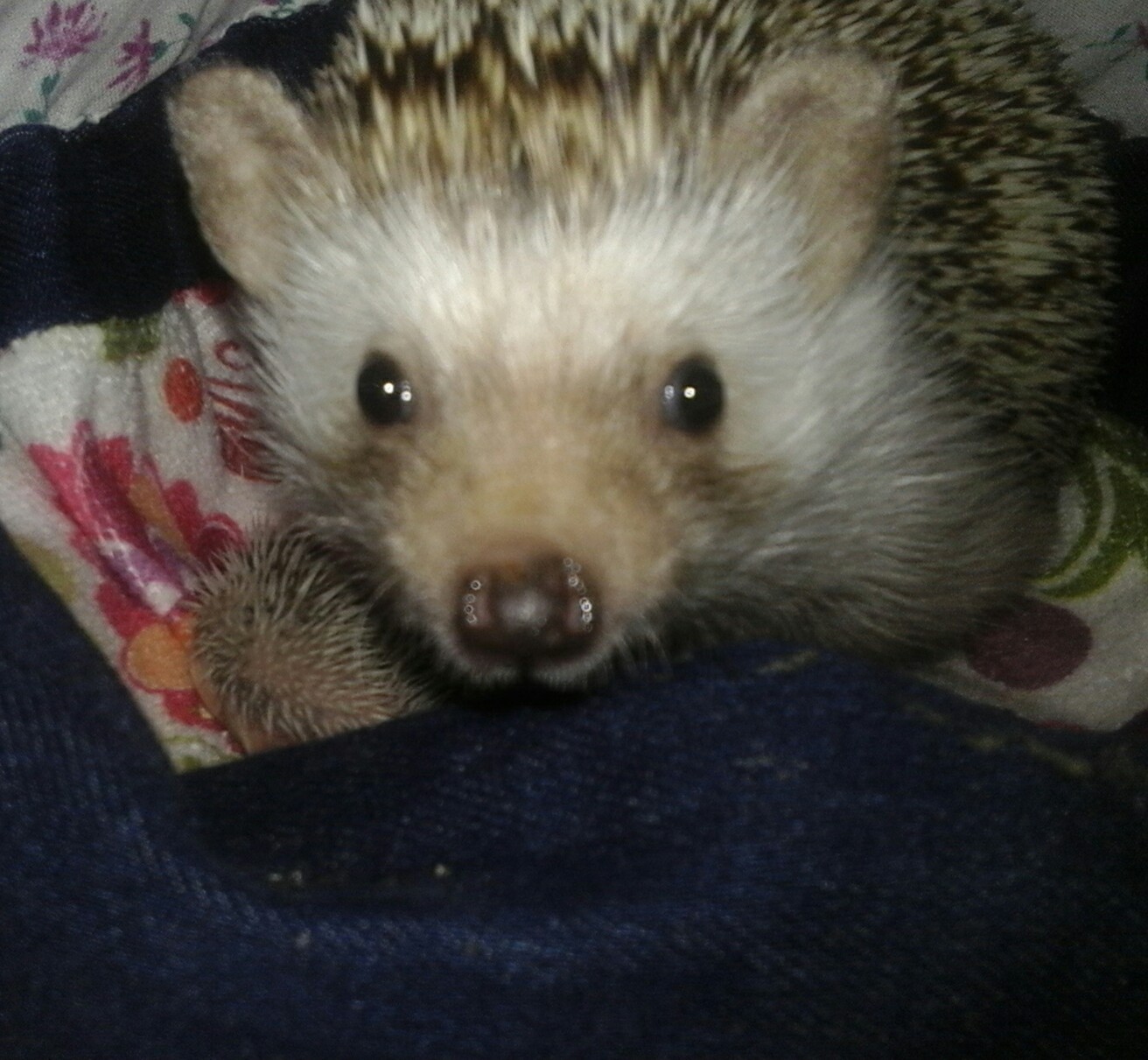 Happiness rolled over - My, Hedgehog, Happiness, Pets, Longpost