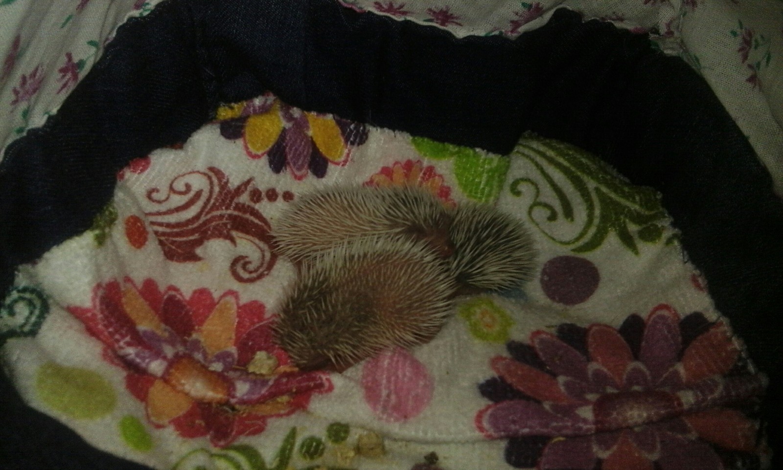 Happiness rolled over - My, Hedgehog, Happiness, Pets, Longpost